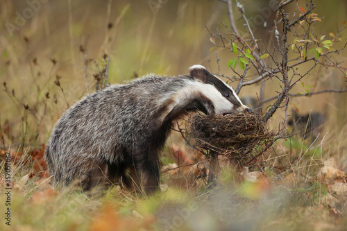 Foto Badger in edge of forest, animal in nature habitat, Europe