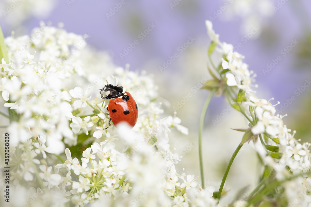 Ladybug on white flowers. Close-up Ladybug on white flowers. Close-up