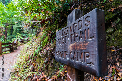 A Trail Walk In Big Sur photo