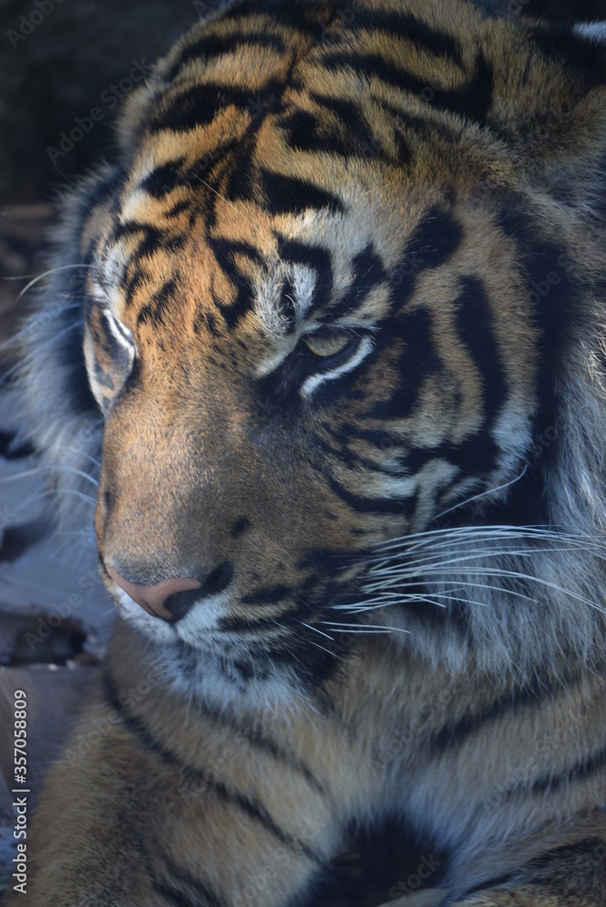 Tigre Tigre