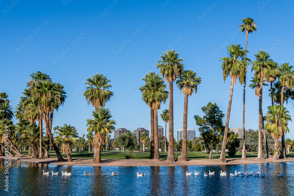 Geese swim in a line across an urban lake ringed by palm trees; Encanto Park in Phoenix, Arizona.