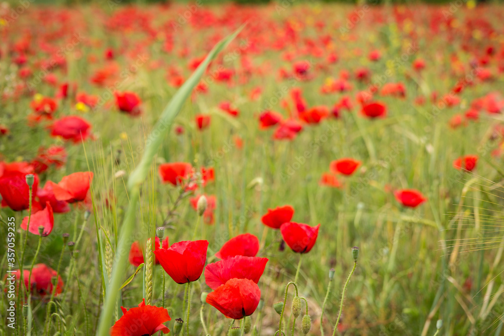 Road poppy, I will follow you wherever you go. Road poppy, I will follow you wherever you go.