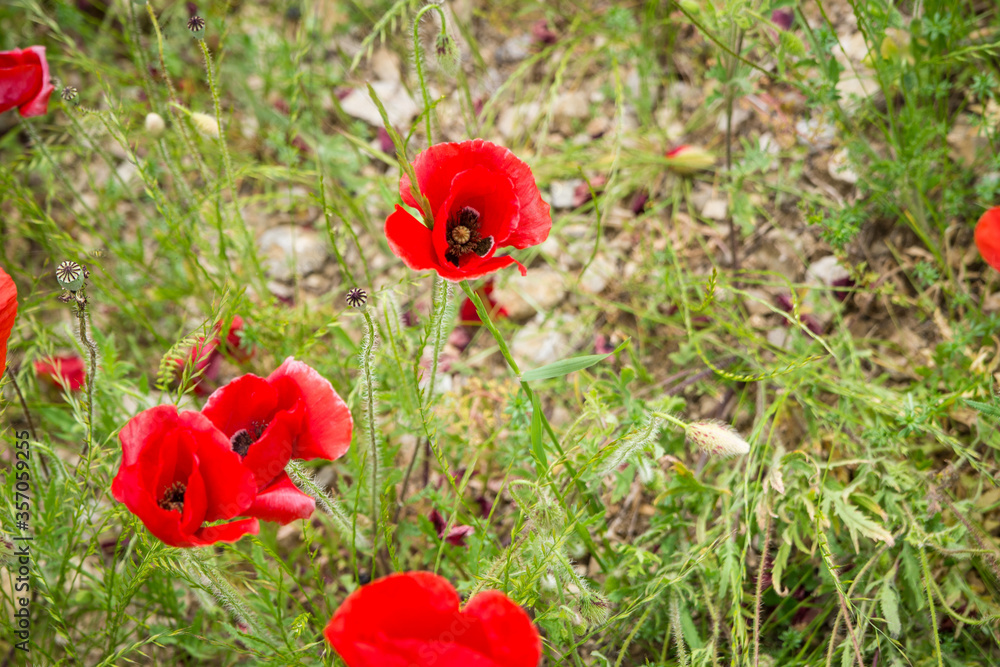 Road poppy, I will follow you wherever you go. Road poppy, I will follow you wherever you go.