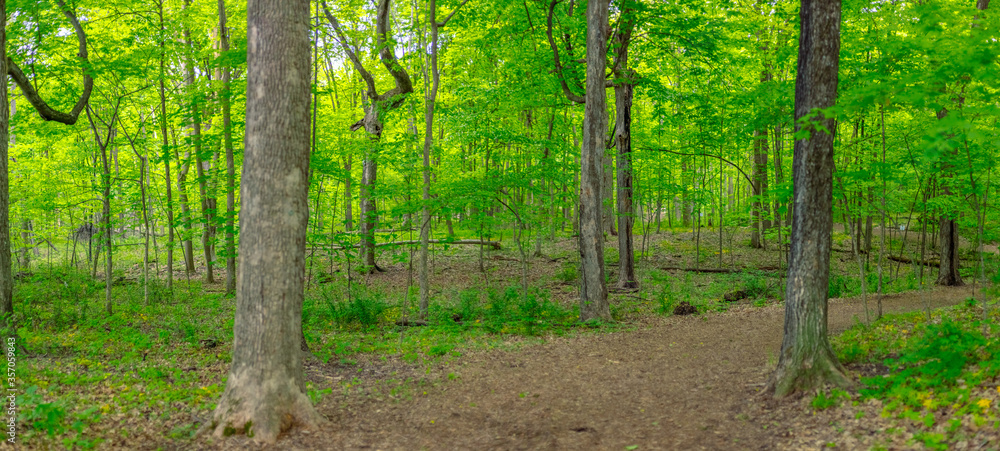 High Res Forest High Res Forest