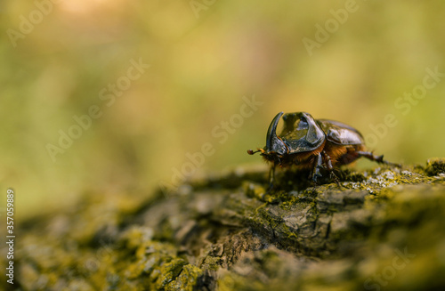 European rhinoceros beetle (Oryctes nasicornis holdhausi) Male, on the bark photo