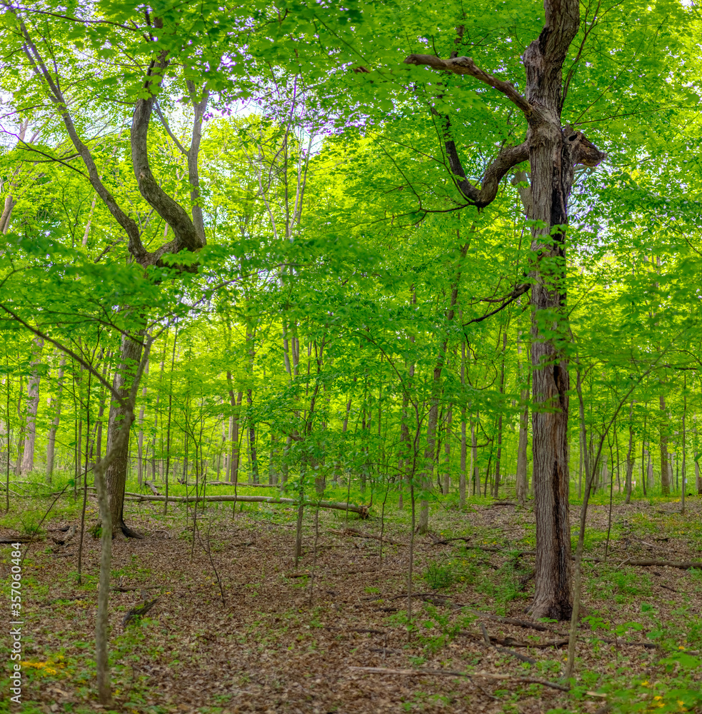 Obraz premium High Res Forest