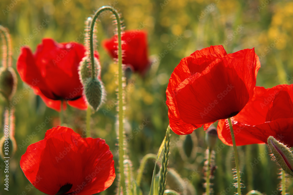 Obraz premium Poppy in the meadow