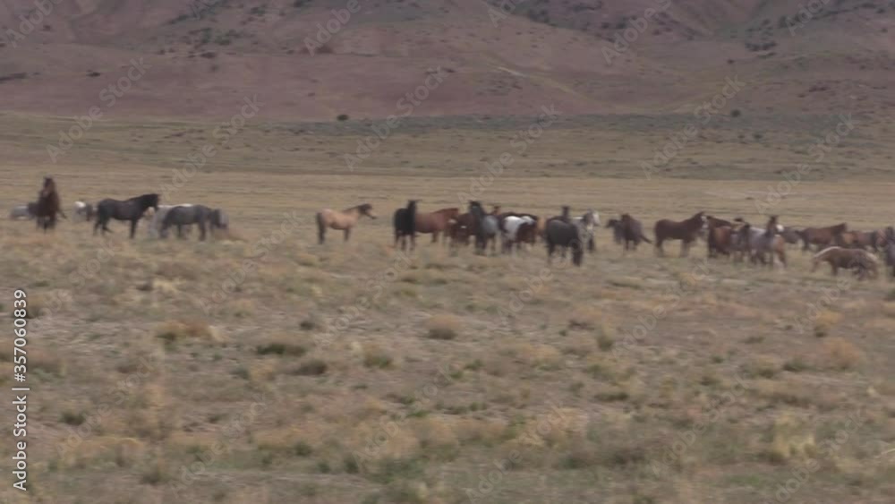 Herd of Wild Horses in the Utah Desert in spring Herd of Wild Horses in the Utah Desert in spring