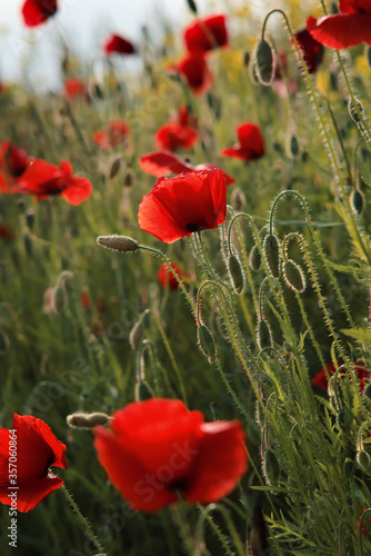 Poppy in the meadow