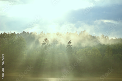 Wald, See, Dunst, sommer