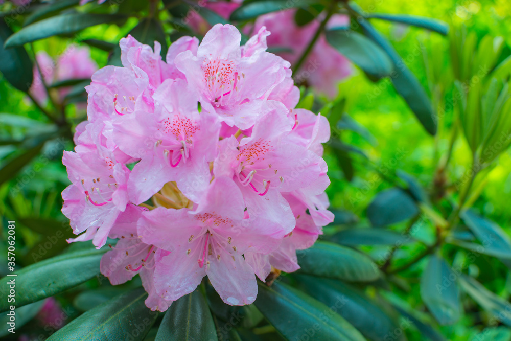 Pink rhododendron blossom flower bush. Blooming in spring and summer flowers Pink rhododendron blossom flower bush. Blooming in spring and summer flowers