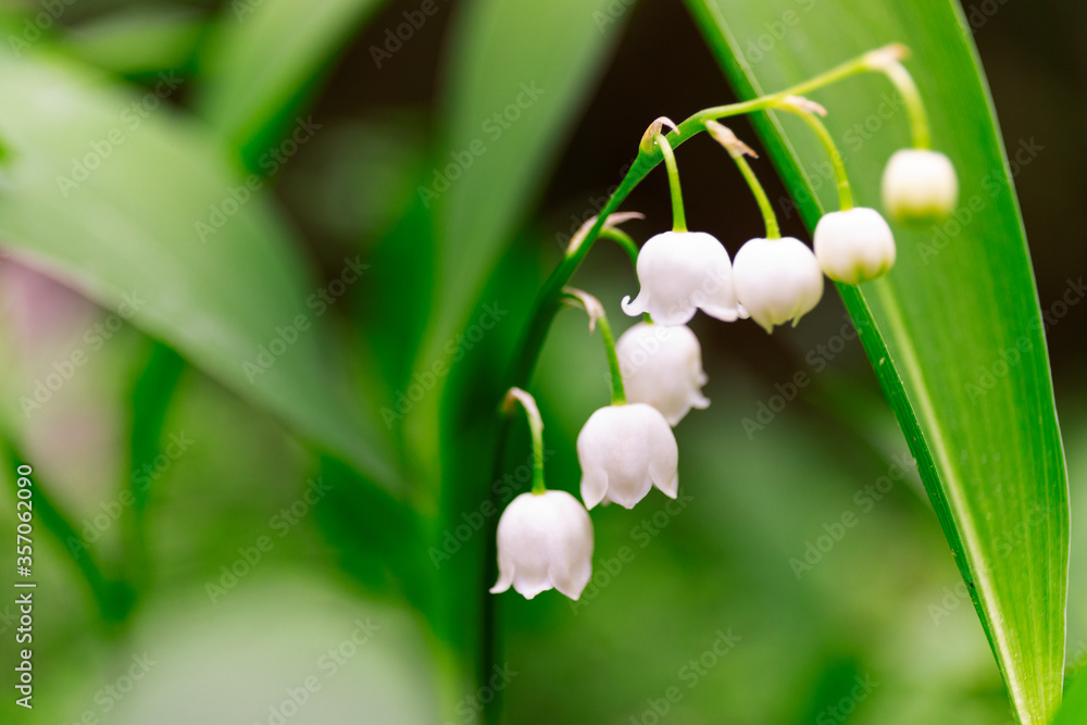 Lily of the valley, Convallaria majalis white flowers imacro in forest Lily of the valley, Convallaria majalis white flowers imacro in forest