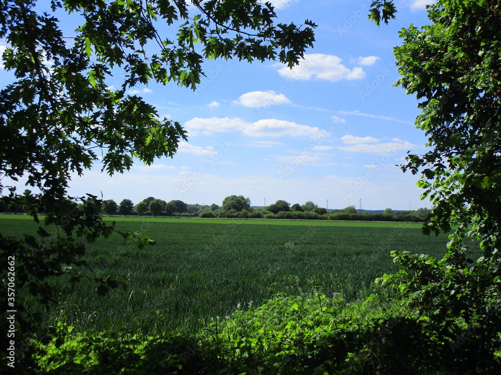 Obraz premium landscape with trees