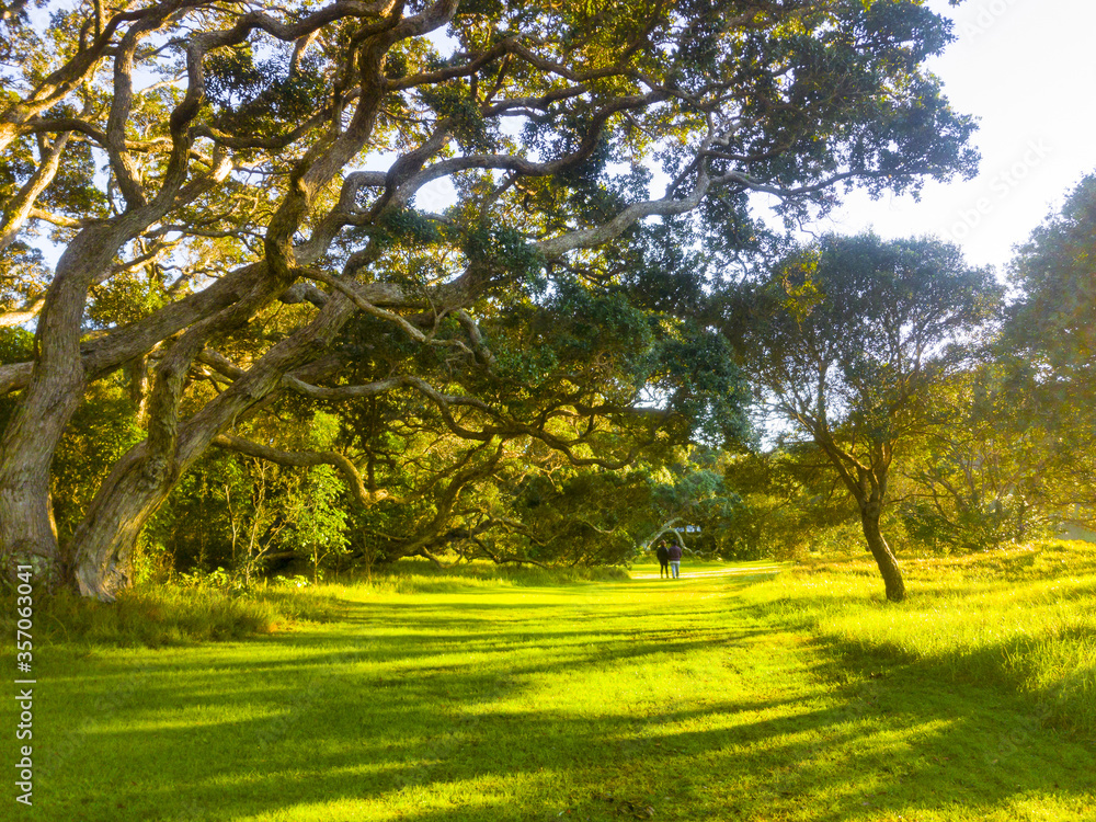 Naklejka premium Panoramic Morning View of Wenderholm Regional Park Auckland New Zealand