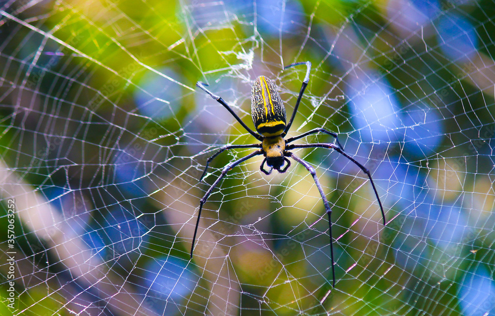 Naklejka premium Macro close up detail of Nephilinae spider web, colorful vivid of white yellow orange red grey and black color with nature background. Spider sitting on web