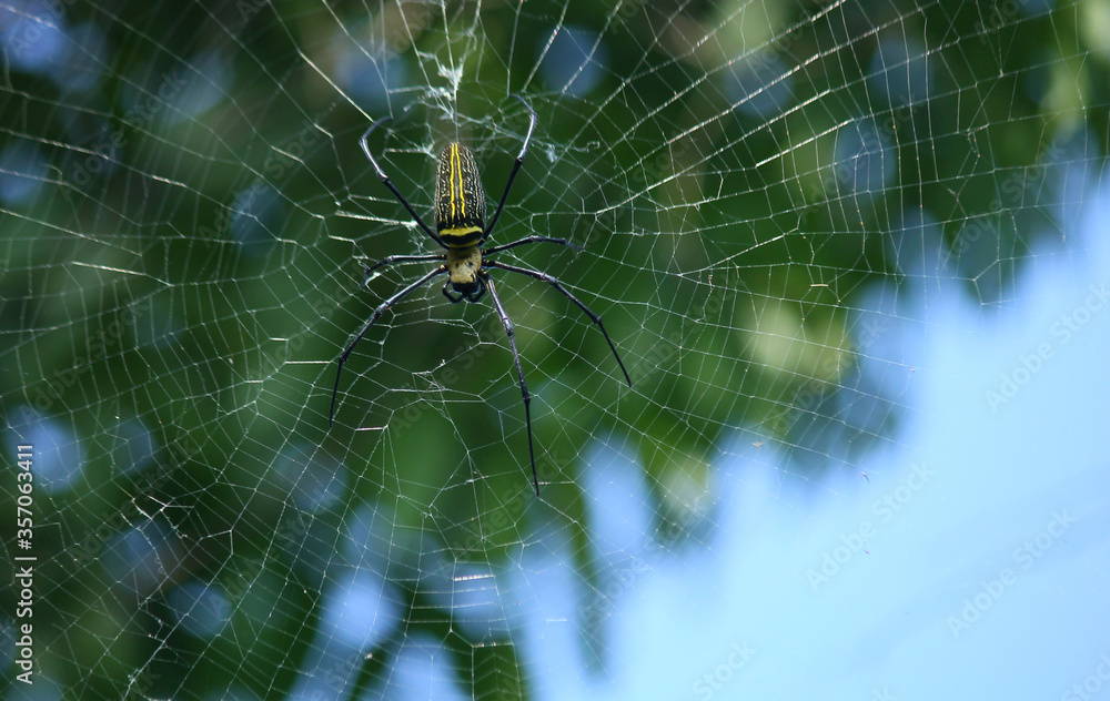 Naklejka premium Macro close up detail of Nephilinae spider web, colorful vivid of white yellow orange red grey and black color with nature background. Spider sitting on web