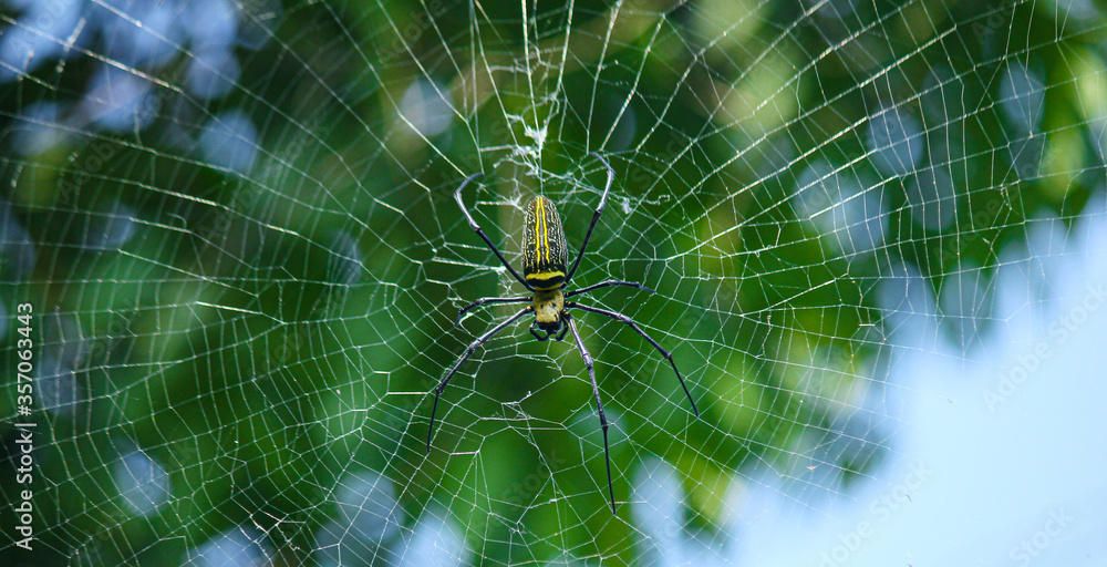 Naklejka premium Macro close up detail of Nephilinae spider web, colorful vivid of white yellow orange red grey and black color with nature background. Spider sitting on web