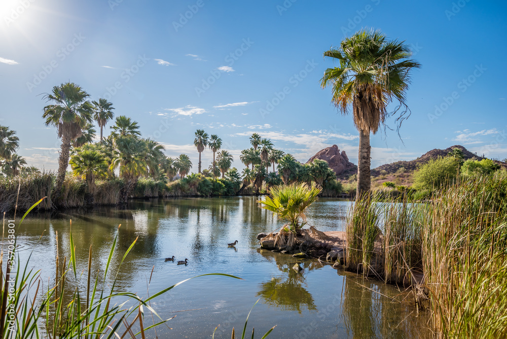 Fototapeta premium Ducks swim across a pond lined with palms trees in Papago Park, Arizona