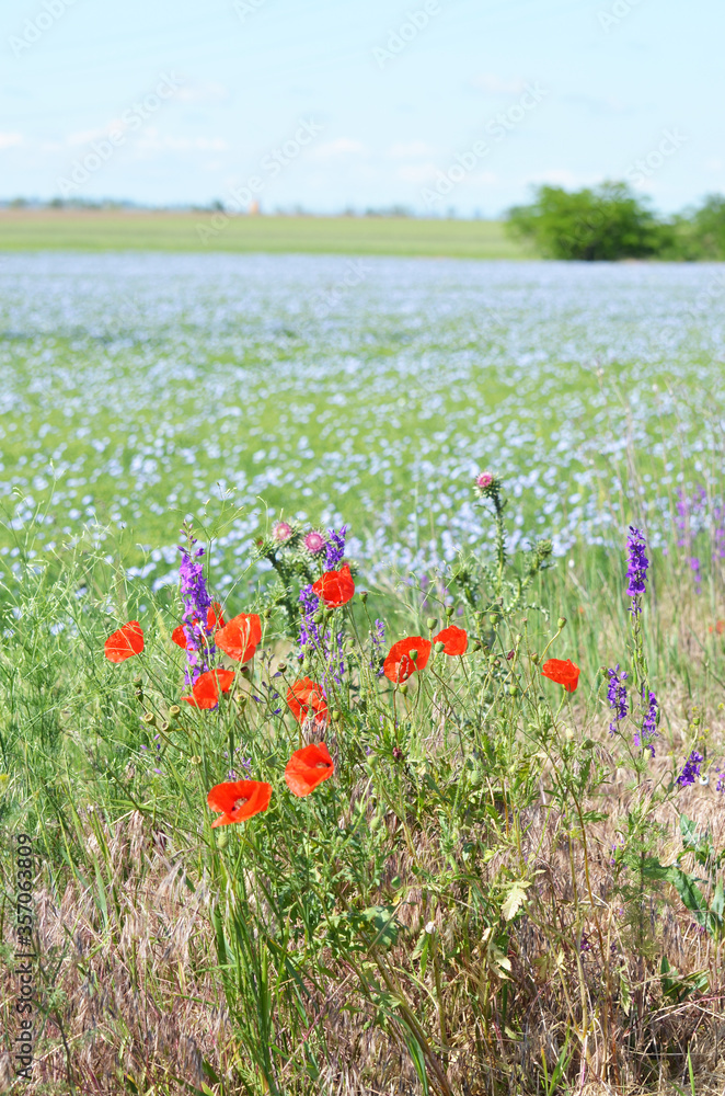 Field of red poppy flowers, rural landscape for covers,typography. Nature photo.Ukraine Field of red poppy flowers, rural landscape for covers,typography. Nature photo.Ukraine