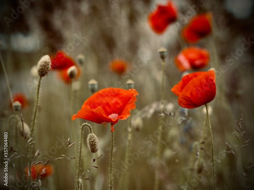 red poppy flowers