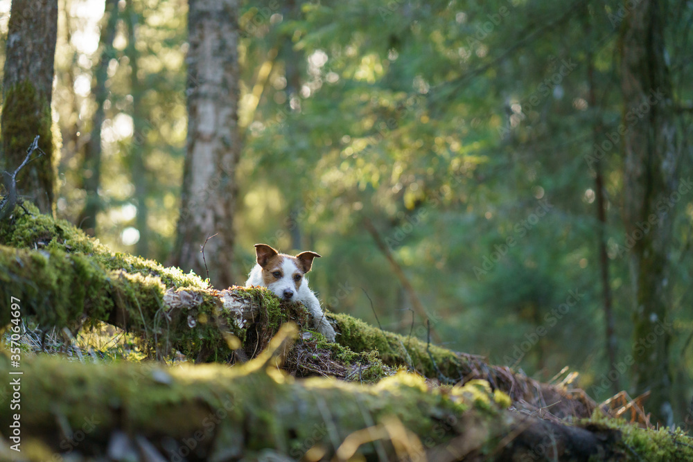 dog in the forest. Jack Russell Terrier put paws on a log. .Pet walk on nature