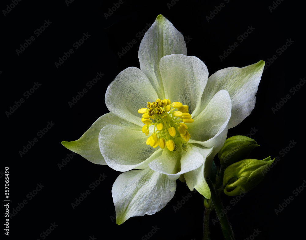 Fototapeta premium White Aquilegia