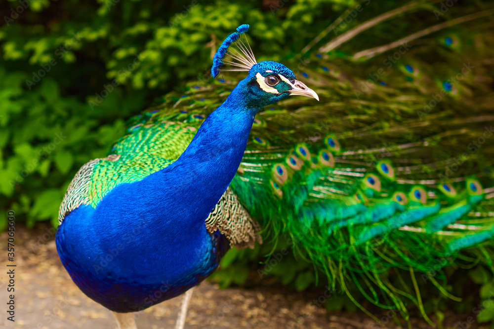 Obraz premium Bright blue head and neck of peacock with feathers as a crest on green bush background