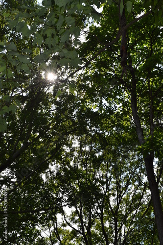 Sunlight peeking through a wooded area