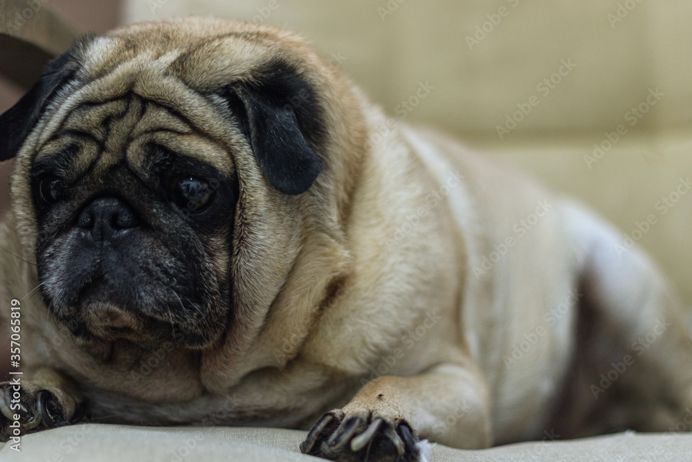 The lazy pug The lazy pug