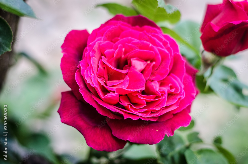 photograph of a rose in spring. photograph of a rose in spring.