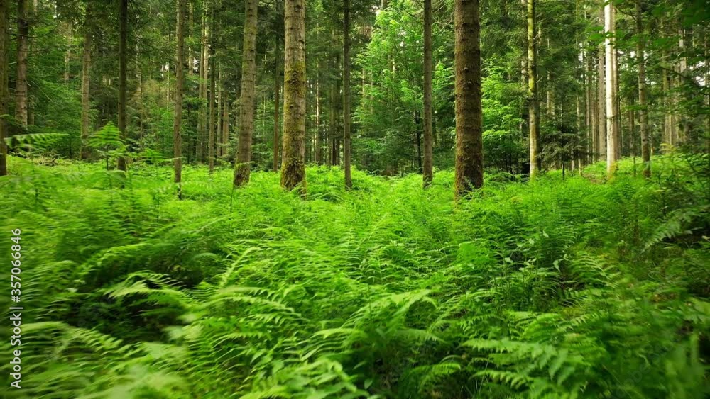 Magic slow and low flight above green fern plants in tree forest landscape. Magic slow and low flight above green fern plants in tree forest landscape.