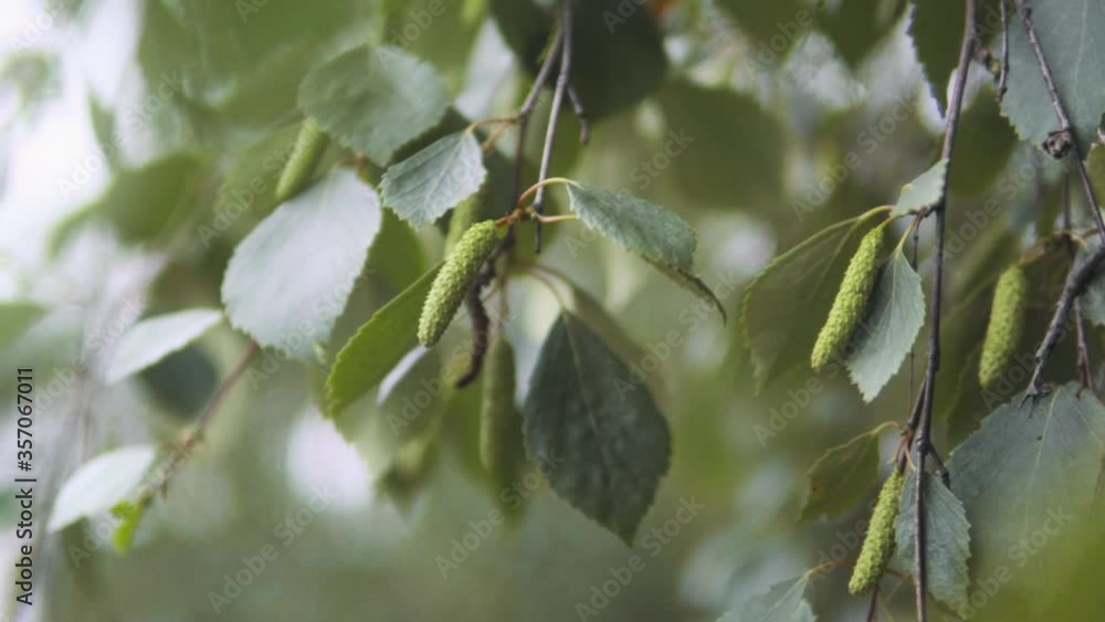 Birch buds and leaves are moving with the wind. The summer or spring day is windy. Everything is green and in bloom. Birch buds and leaves are moving with the wind. The summer or spring day is windy. Everything is green and in bloom.