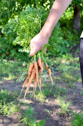 A man holds in his hand a young carrot in the mud and with the tops. Photo with selective focus.