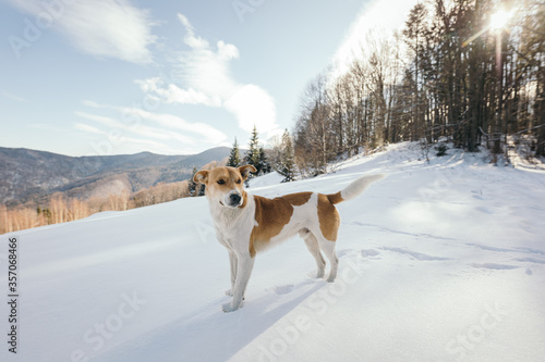Fototapeta Naklejka Na Ścianę i Meble -  A dog that is standing in the snow