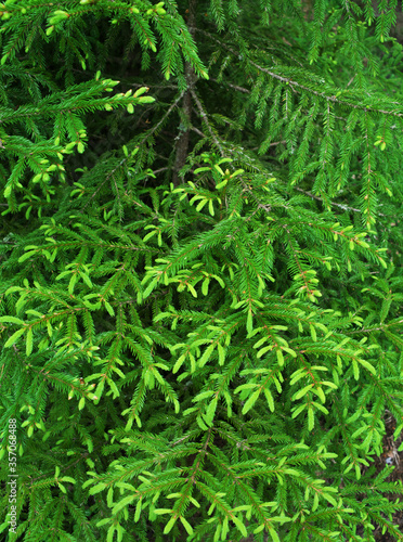 the young shoots of fir-trees grow in the spring