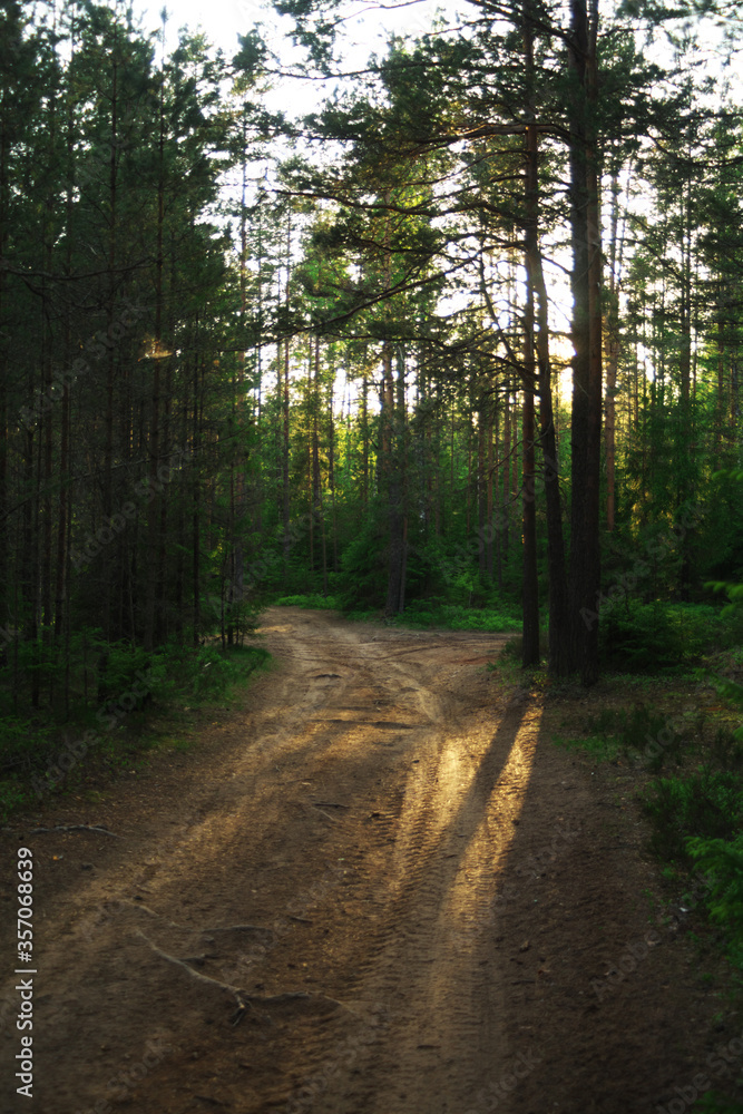 A beautiful forest in spring with a bright sun shining through the trees