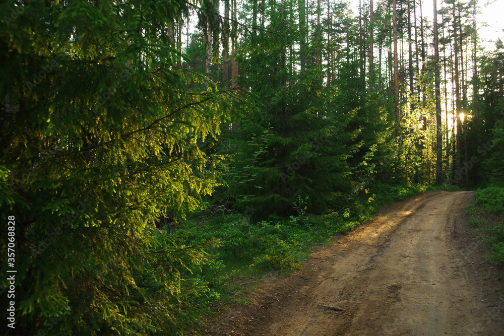A beautiful forest in spring with a bright sun shining through the trees A beautiful forest in spring with a bright sun shining through the trees
