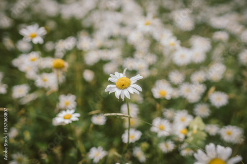 A close up of a flower