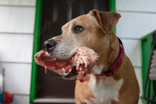 pit bulldog having a bone