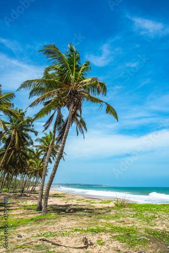 tropical beach with palm trees © Alex