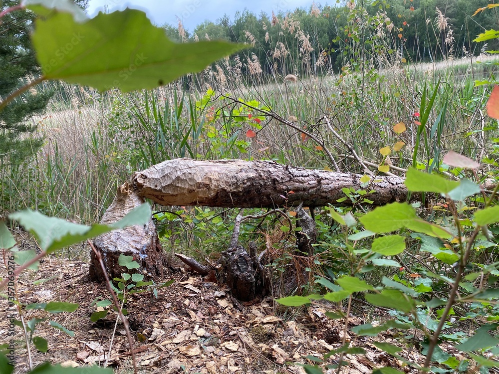 Fototapeta premium Vom Bieber gefällter Baum an einem See im Wald