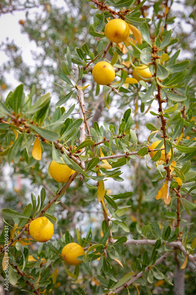 Argan fruit oil Fresh fruits on the branch
Argania is a genus of flowering plants containing the sole species Argania spinosa, known as argan Argan fruit oil Fresh fruits on the branch
Argania is a genus of flowering plants containing the sole species Argania spinosa, known as argan