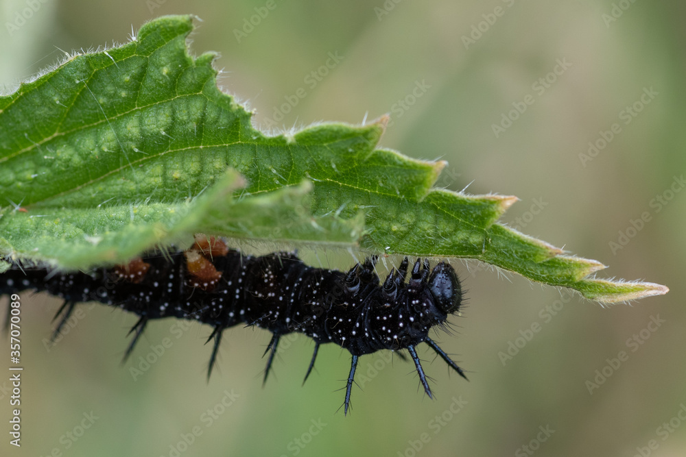 Obraz premium Peaccock butterfly (Aglais io) caterpillar eating common nettles (Urtica dioica)