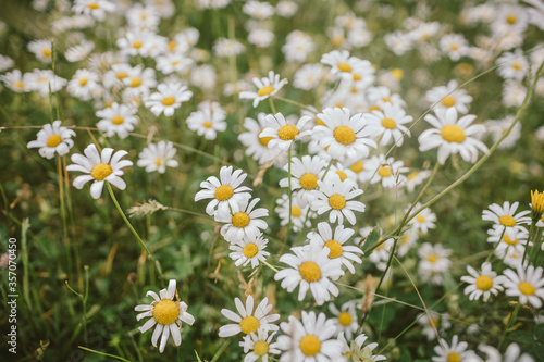 Fototapeta Naklejka Na Ścianę i Meble -  A yellow flower in a field