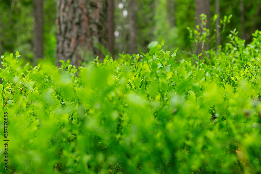 Green grass with morning dew bokeh. Art natural backgrounds Green grass with morning dew bokeh. Art natural backgrounds