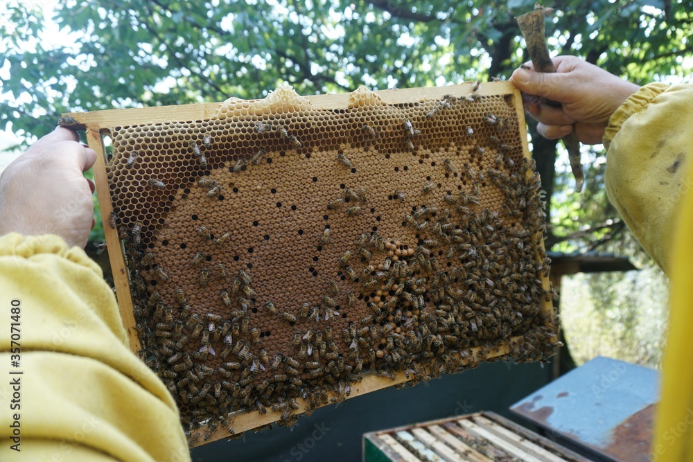 Apis Millifera Apis Millifera