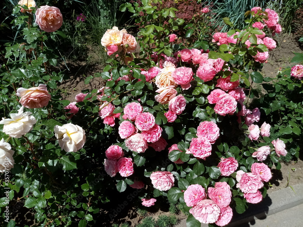 pink and white roses pink and white roses