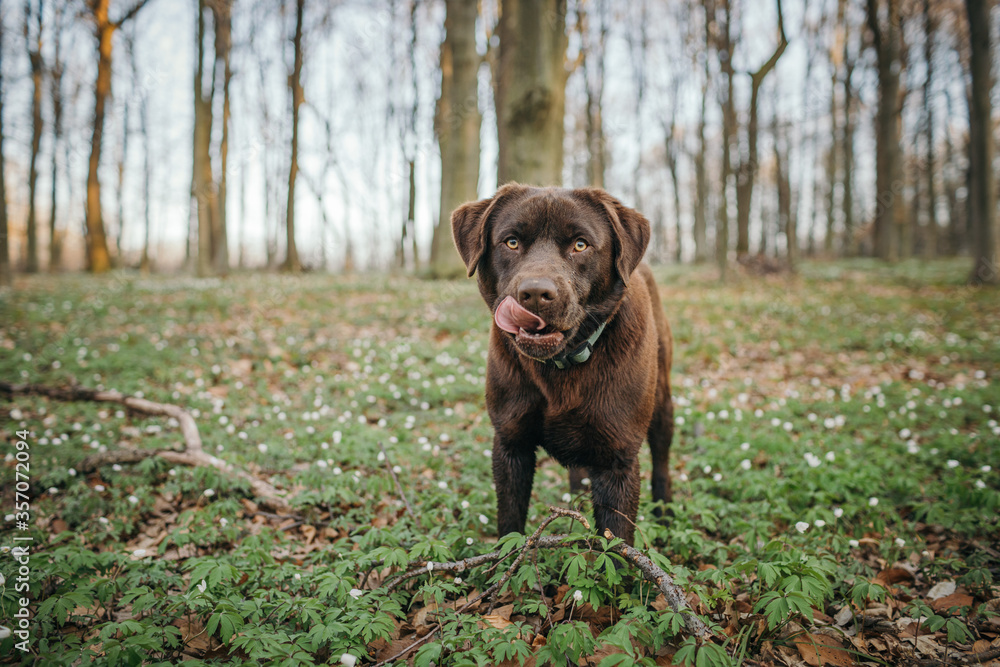 A brown and black dog standing on top of a grass covered field A brown and black dog standing on top of a grass covered field