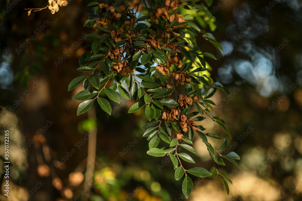 Leaves of Chinese Elm tree turning yellow in Autumn Stock Photo Adobe