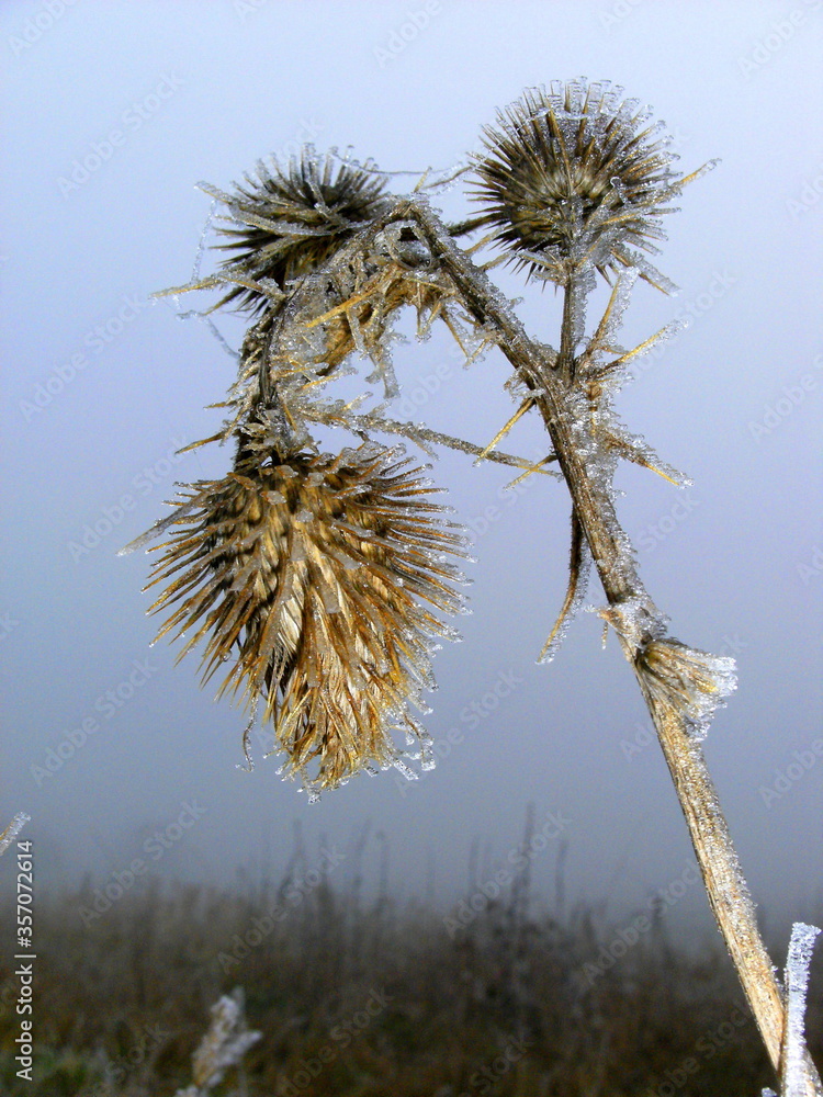 Fototapeta premium wild thistle in winter against blue sky